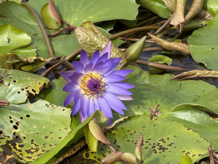 wunderbare Natur Okinawas